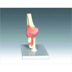Human Elbow Joint
